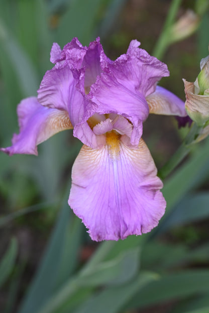 The flower Crinkled Beauty - Tall Bearded Iris (TB)