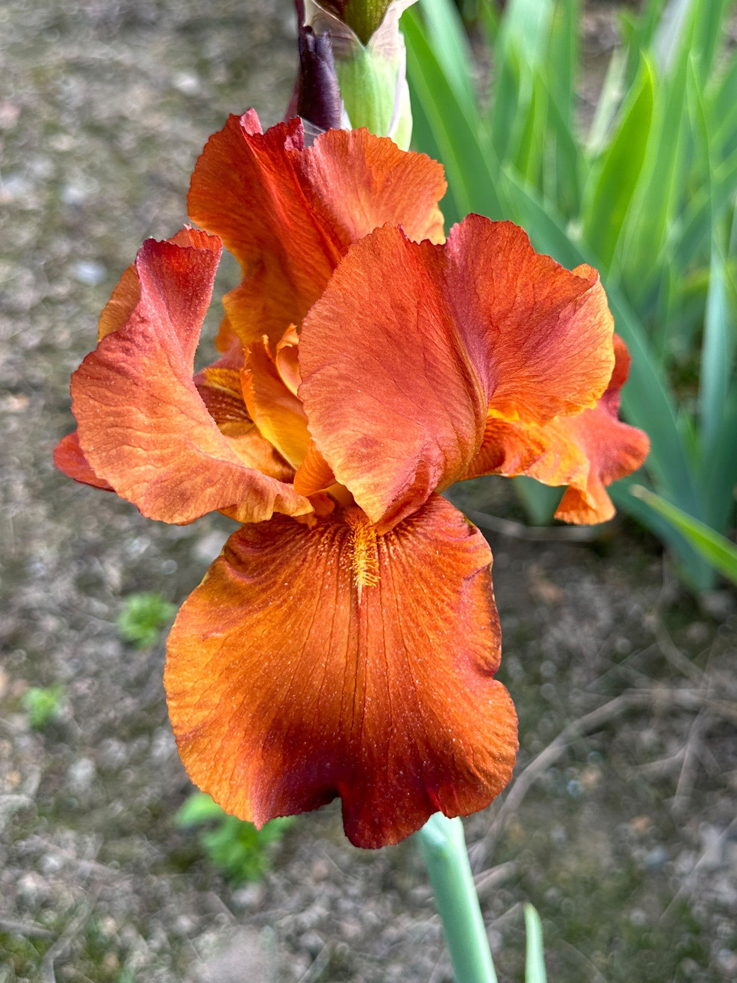 The flower Gingerbread Castle - Tall Bearded Iris (TB)