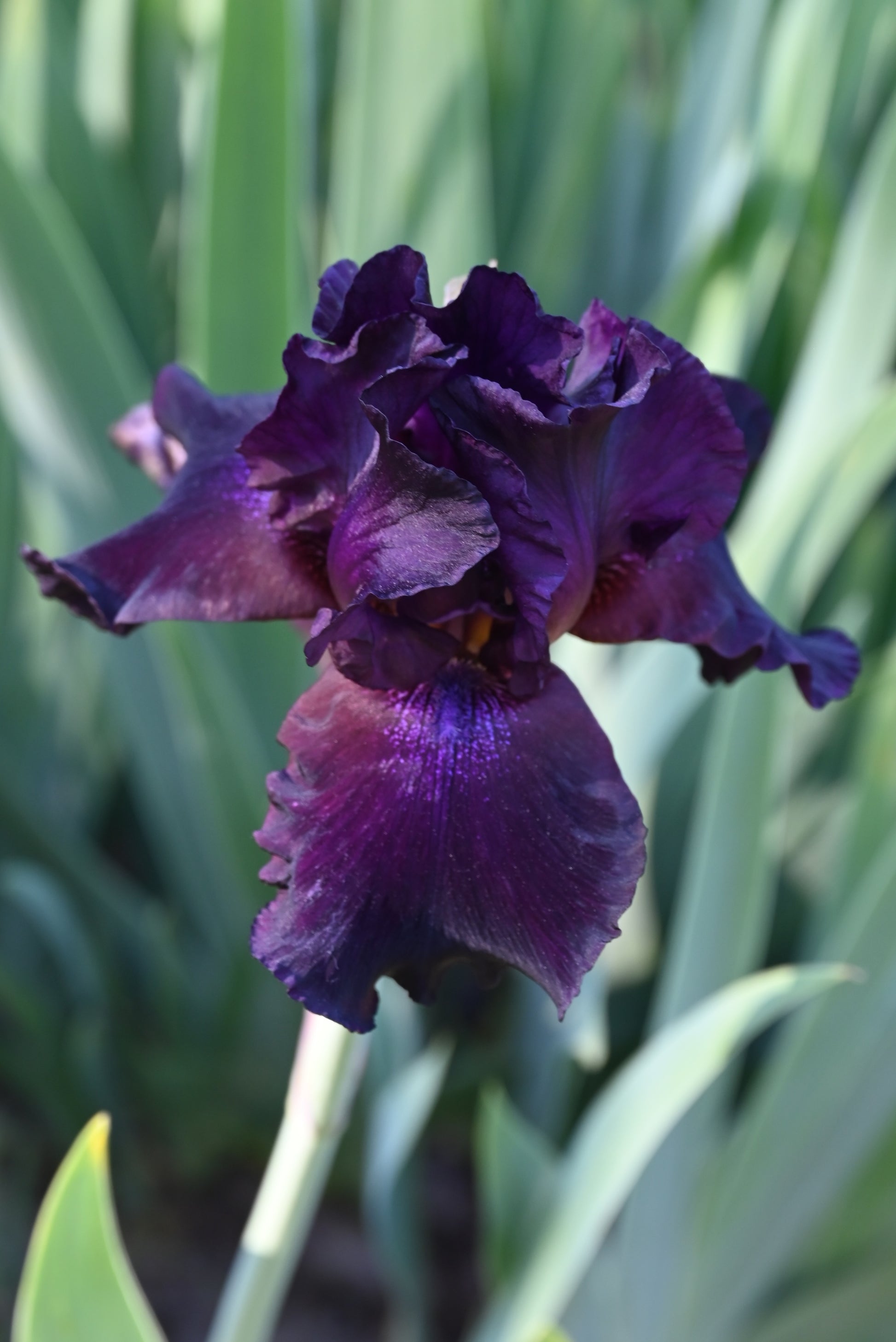 The flower Superstition - Tall Bearded Iris (TB)