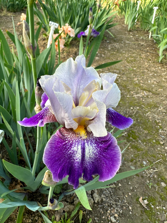 The flower Confederate Royalty - Tall Bearded Iris (TB)