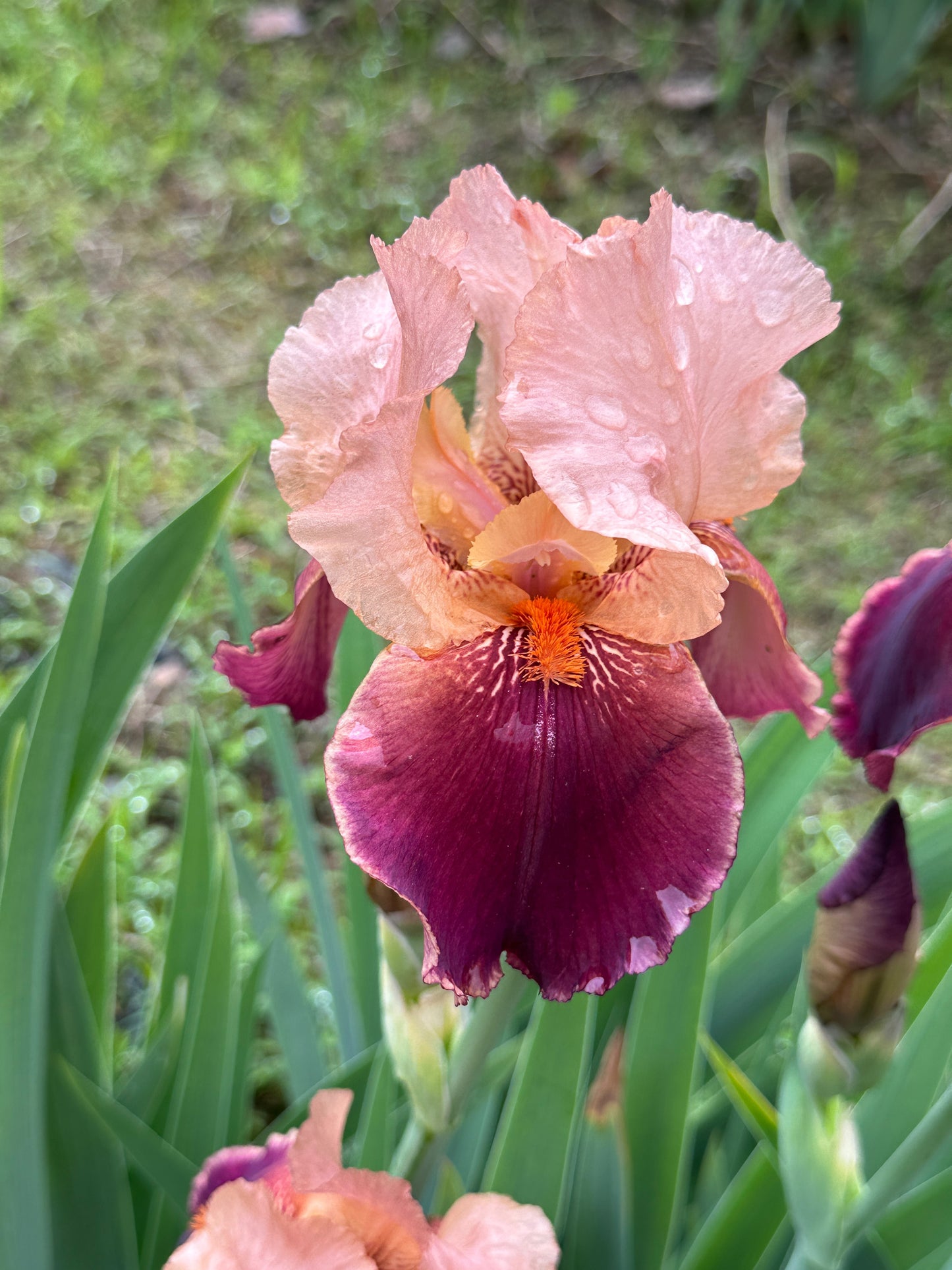 The flower Cimarron Strip - Tall Bearded Iris (TB)