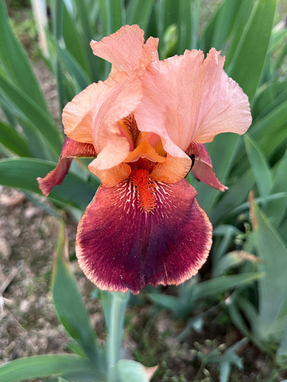 The flower Cimarron Strip - Tall Bearded Iris (TB)