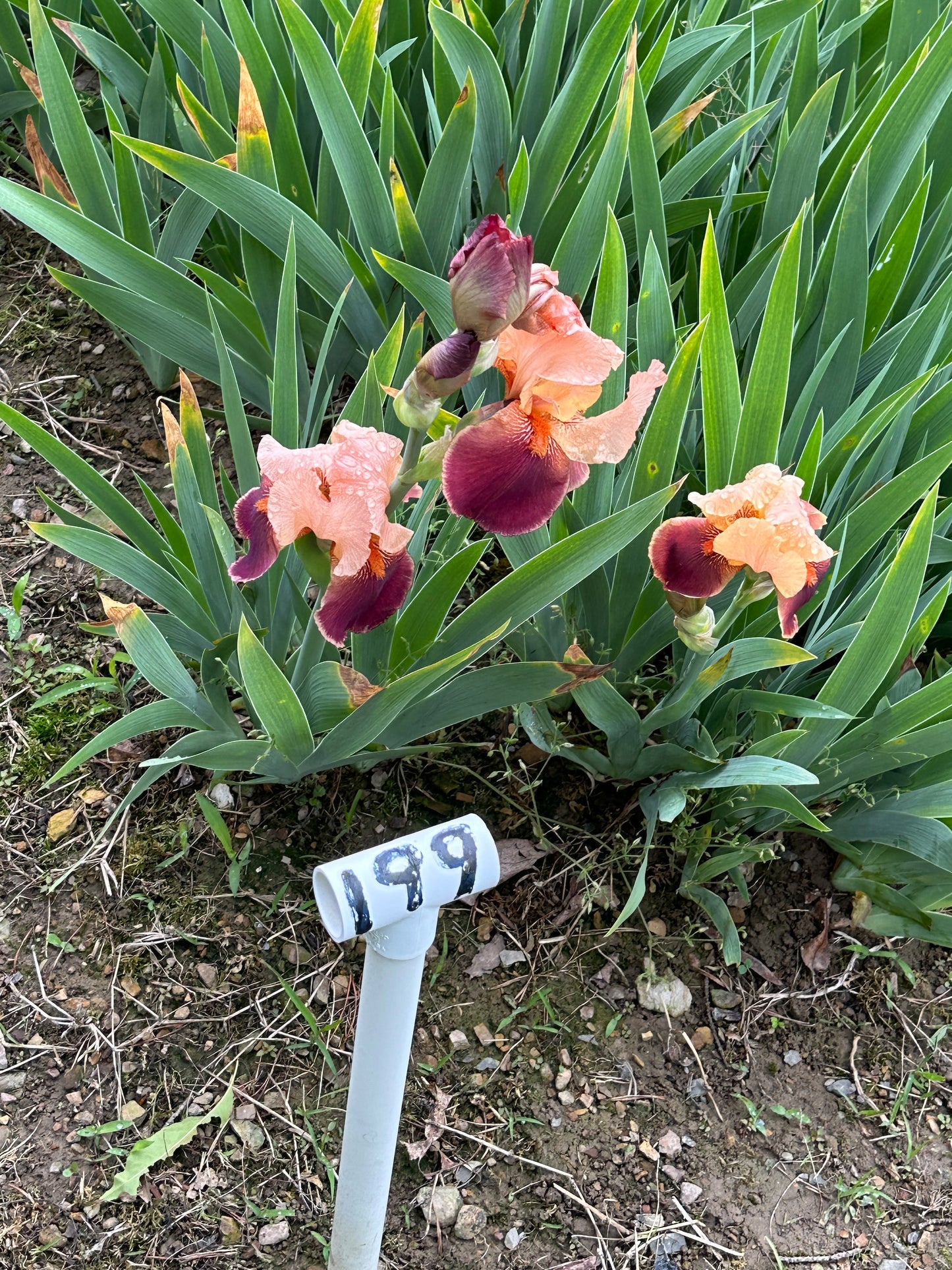 The flower Cimarron Strip - Tall Bearded Iris (TB)