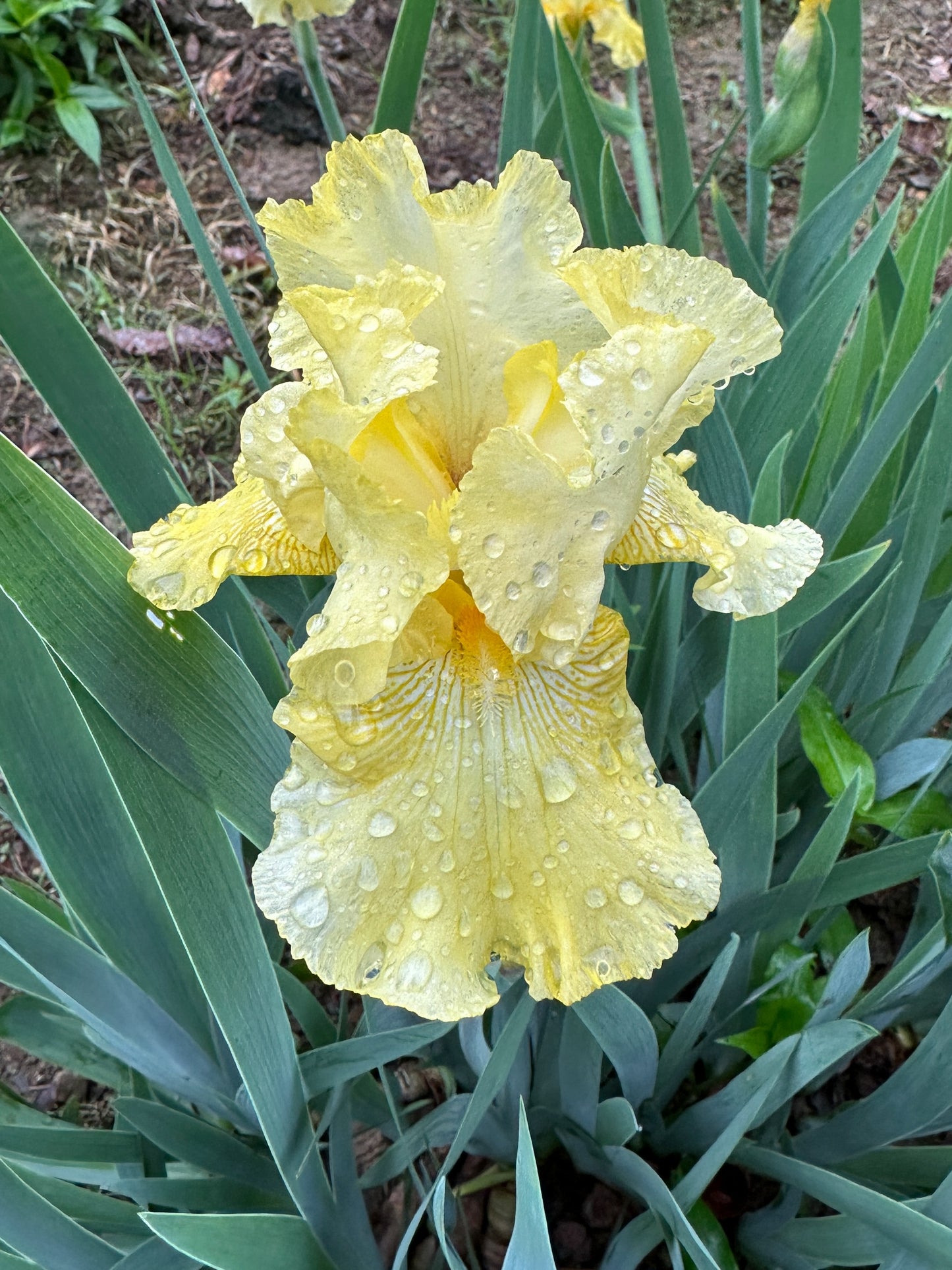 The flower Sarah's Laughter - Tall Bearded Iris (TB)