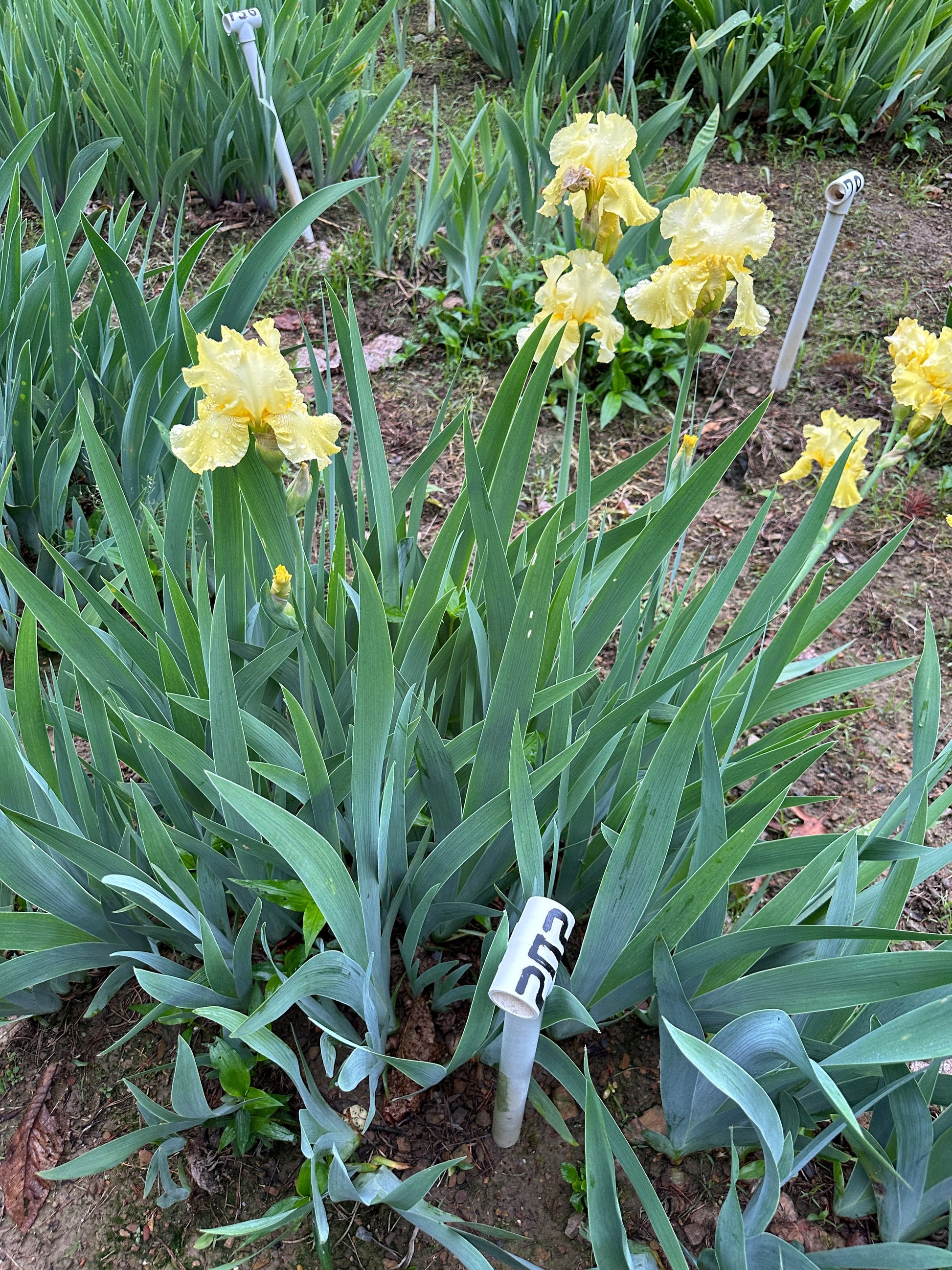 The flower Sarah's Laughter - Tall Bearded Iris (TB)