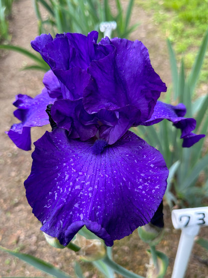 The flower Royal Regency - Tall Bearded Iris (TB)