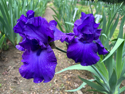 The flower Royal Regency - Tall Bearded Iris (TB)