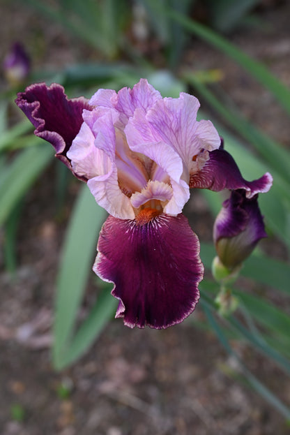 The flower Latin Lover - Tall Bearded Iris (TB)