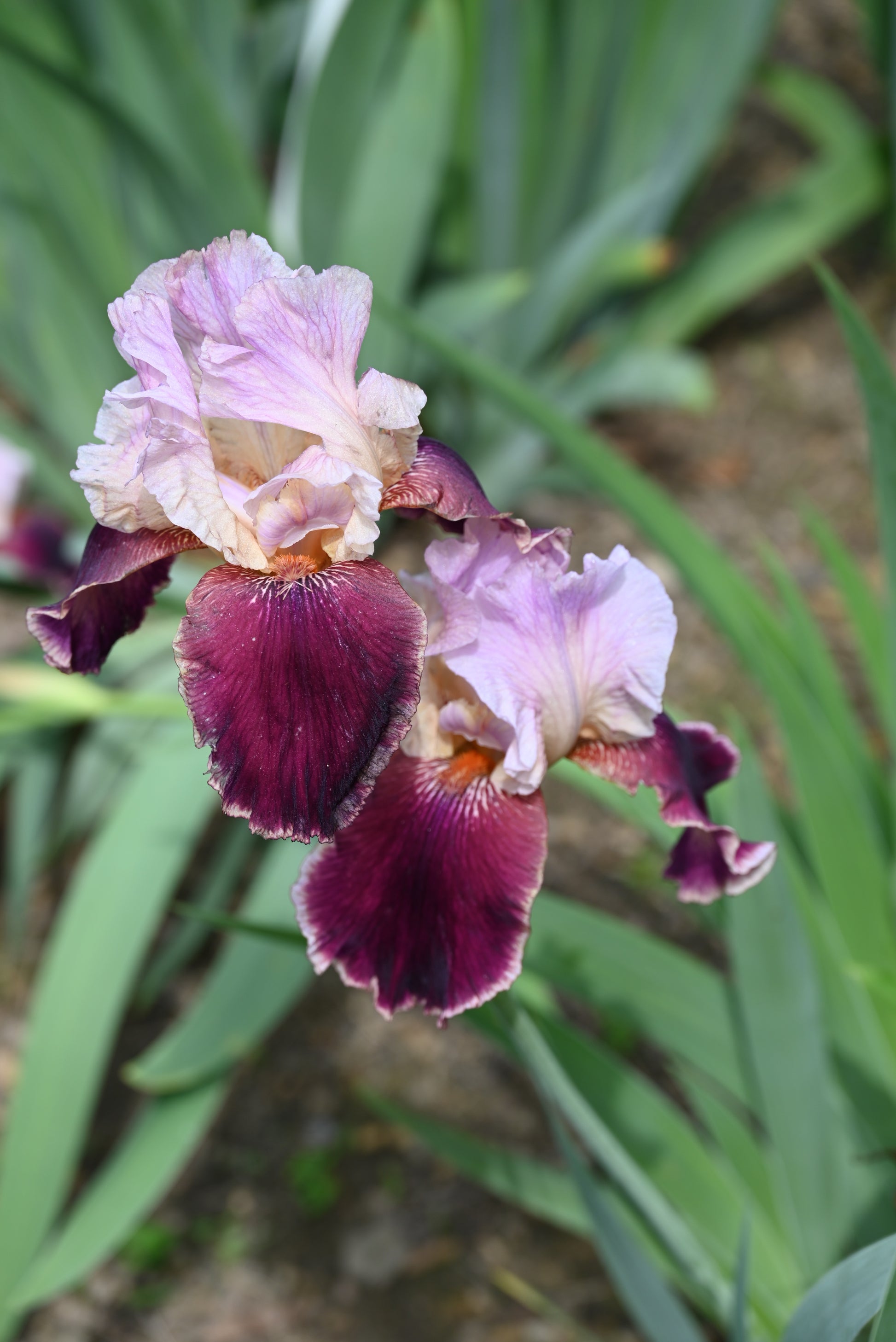 The flower Latin Lover - Tall Bearded Iris (TB)