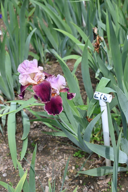 The flower Latin Lover - Tall Bearded Iris (TB)