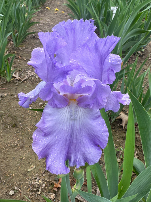 The flower Mary Frances - Tall Bearded Iris (TB)