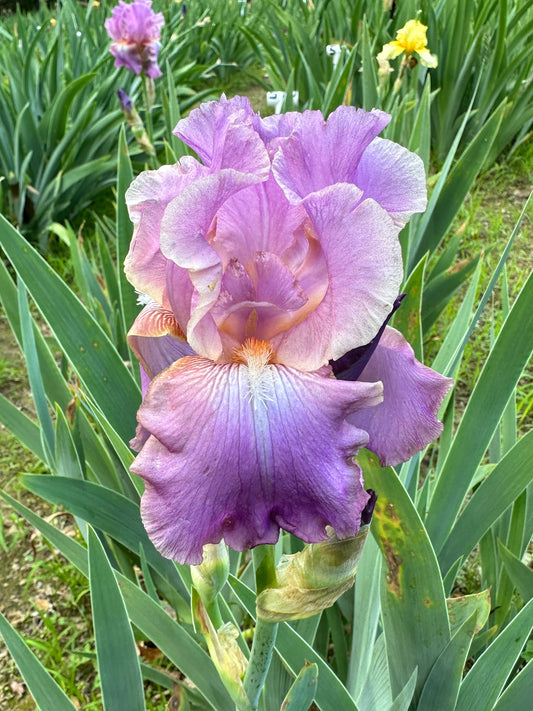 The flower Coral Magic - Tall Bearded Iris (TB)