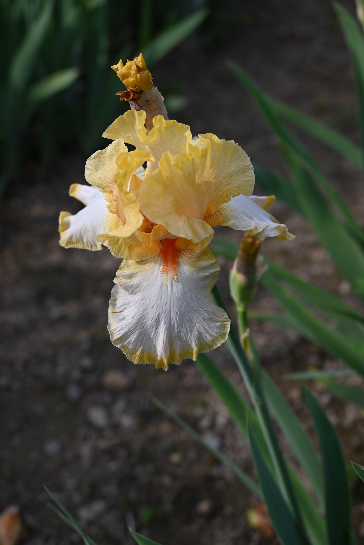 The flower Champagne Waltz - Tall Bearded Iris (TB)