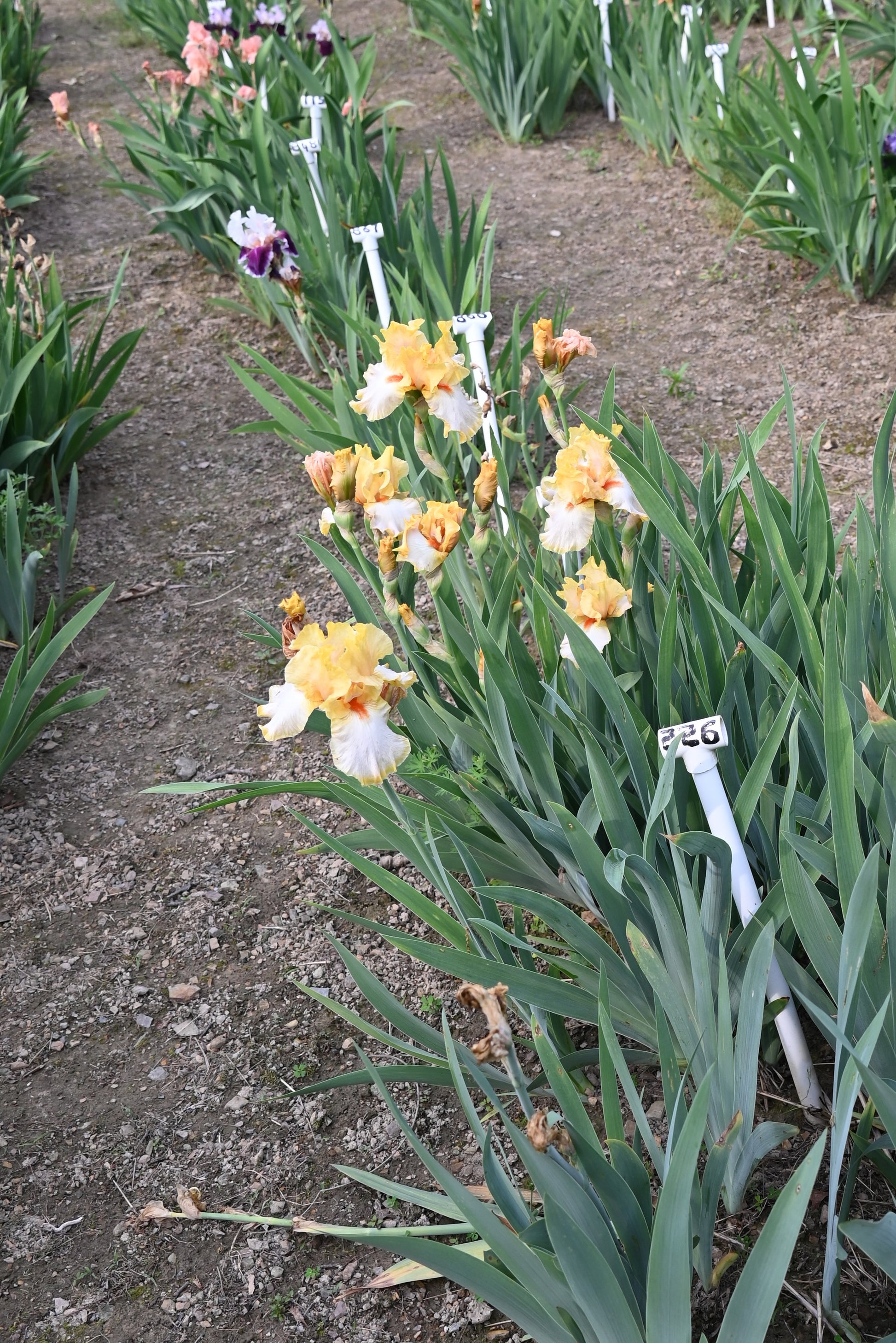 The flower Champagne Waltz - Tall Bearded Iris (TB)