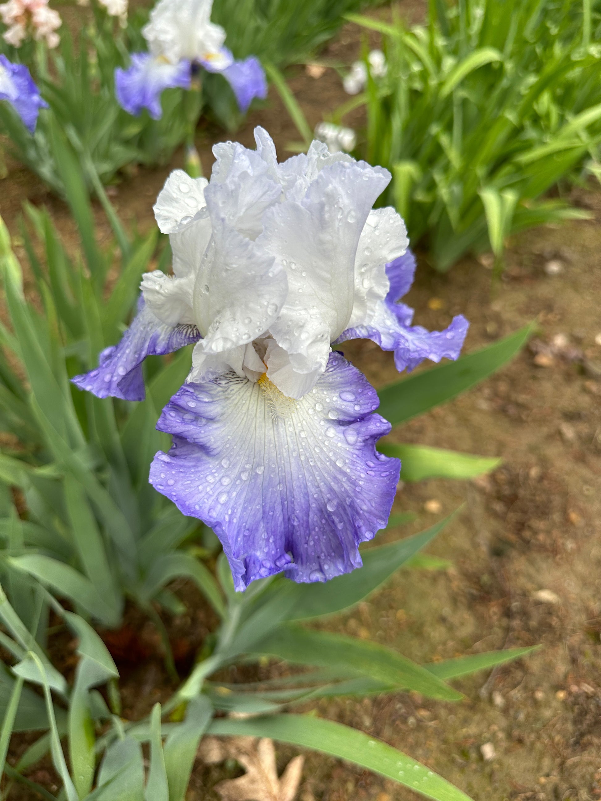 The flower Alizés - Tall Bearded Iris (TB)