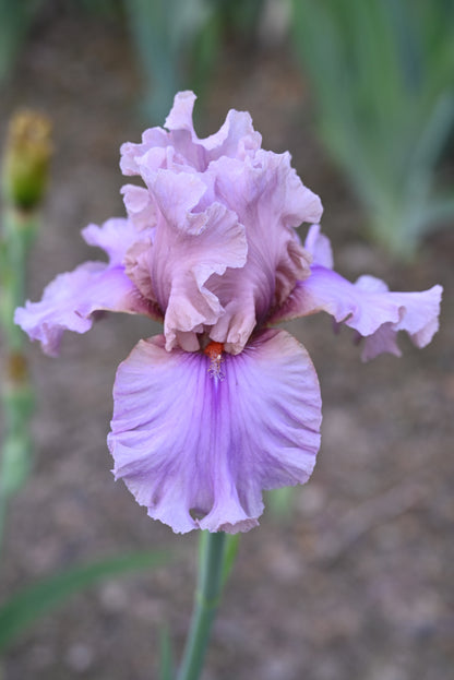 The flower Silk Run - Tall Bearded Iris (TB)