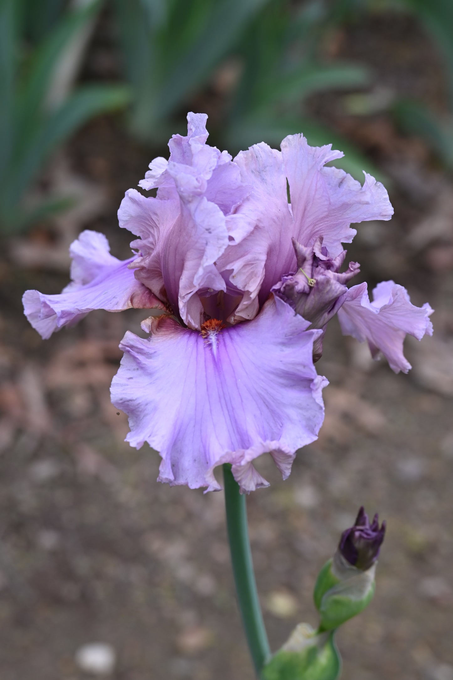 The flower Silk Run - Tall Bearded Iris (TB)