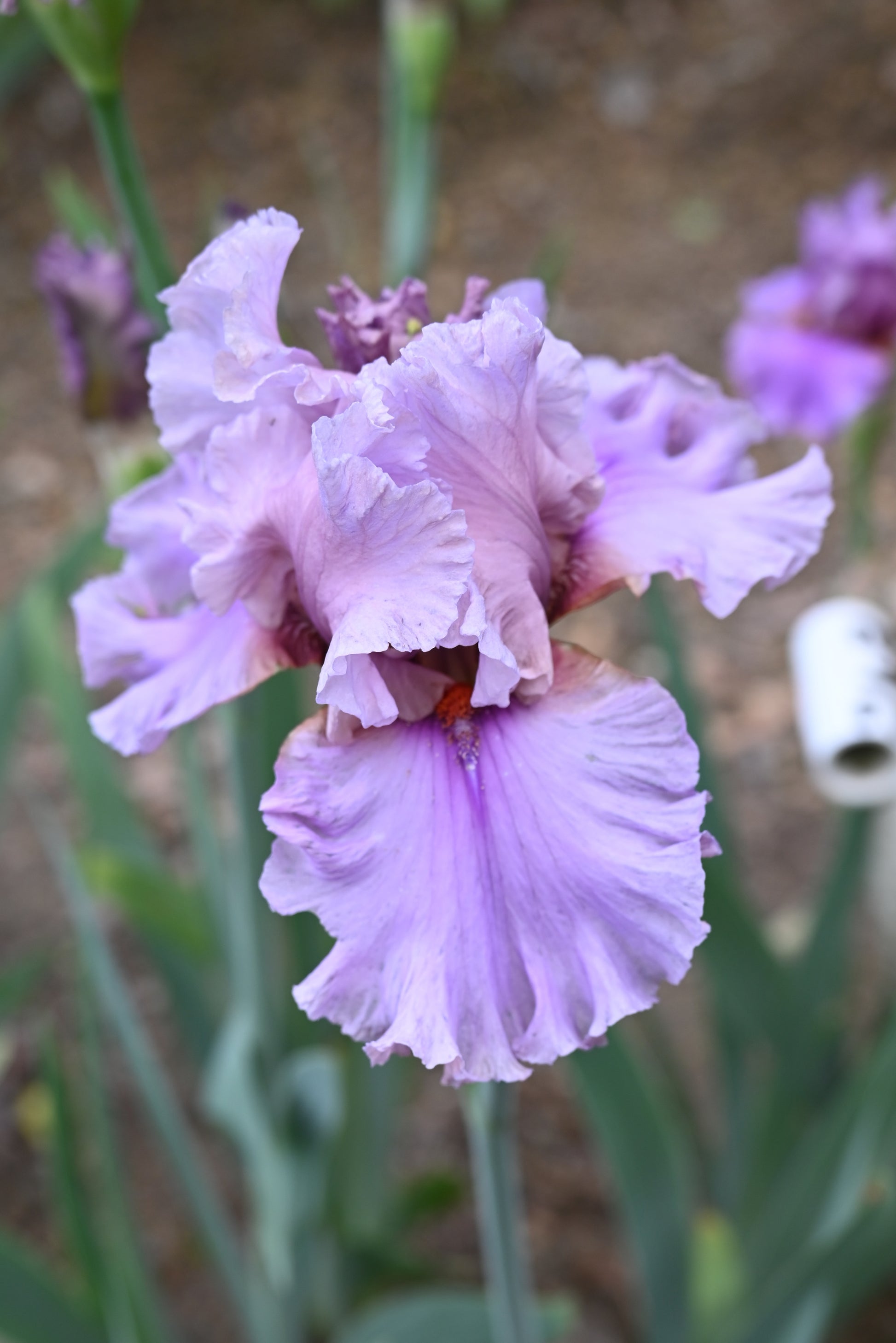 The flower Silk Run - Tall Bearded Iris (TB)