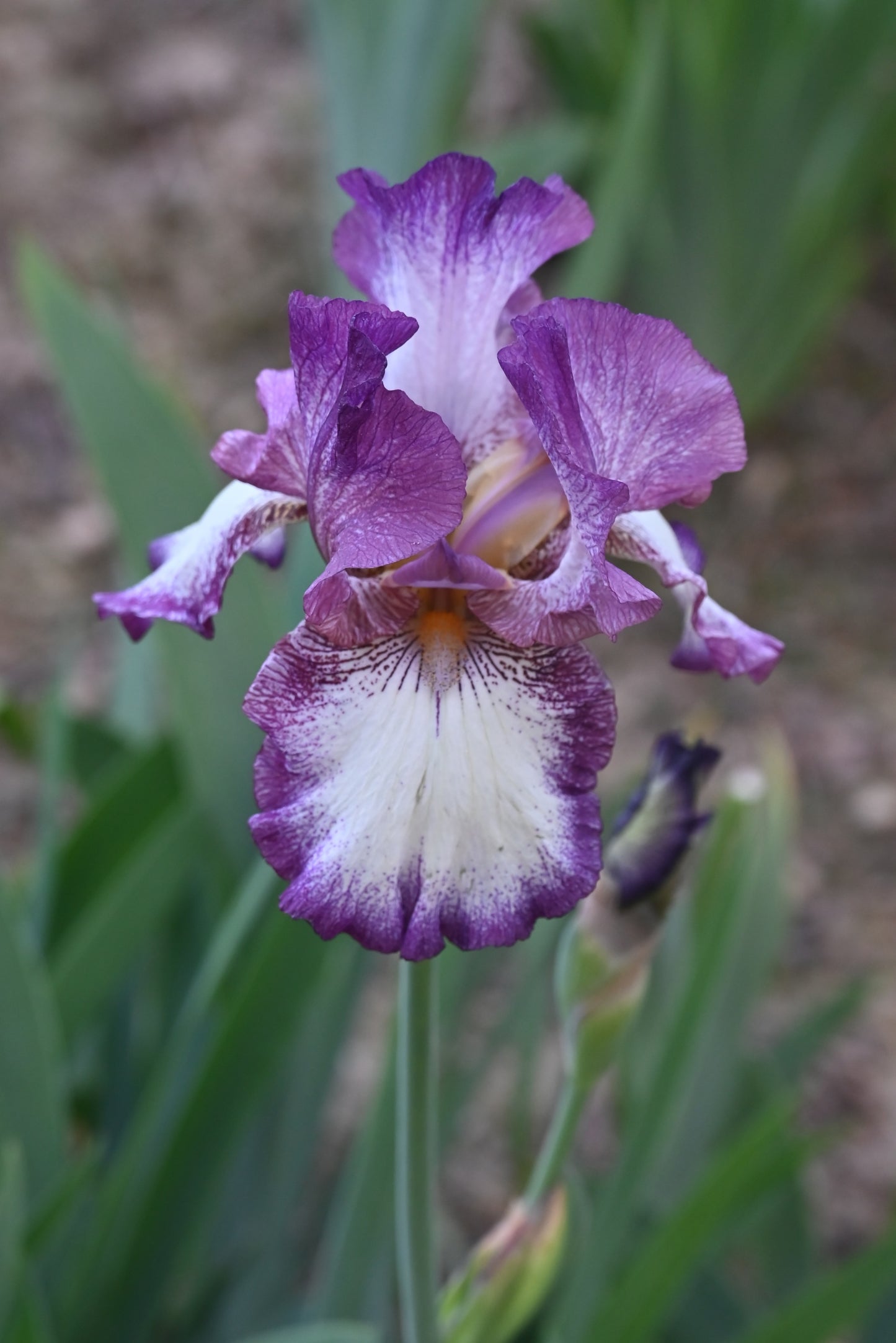 The flower Raspberry Frost - Tall Bearded Iris (TB)