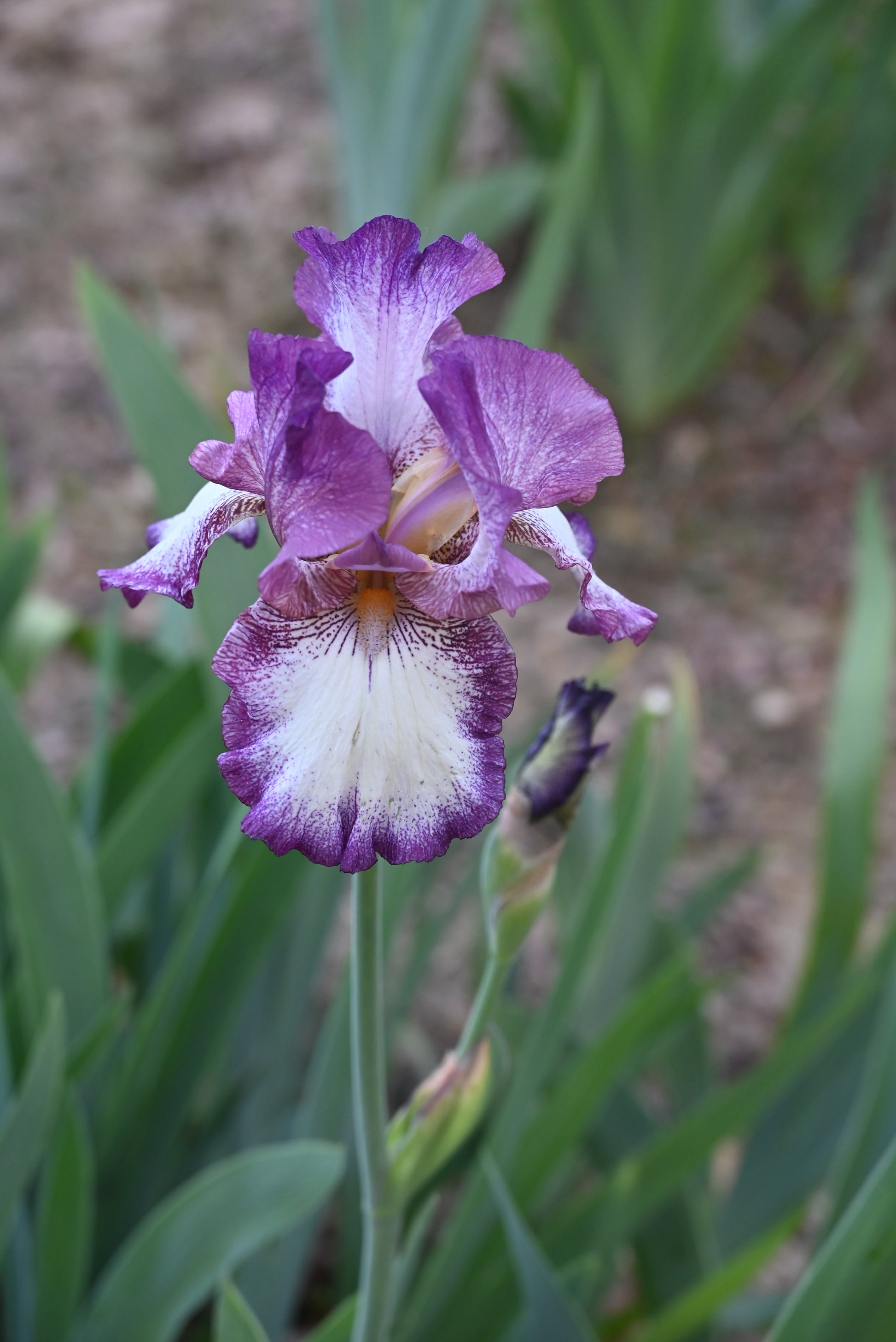 The flower Raspberry Frost - Tall Bearded Iris (TB)