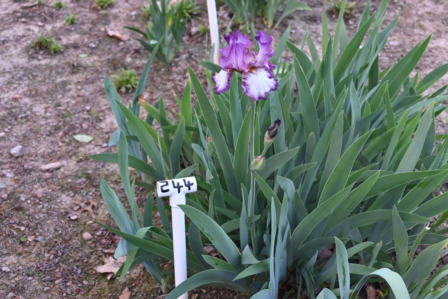 The flower Raspberry Frost - Tall Bearded Iris (TB)