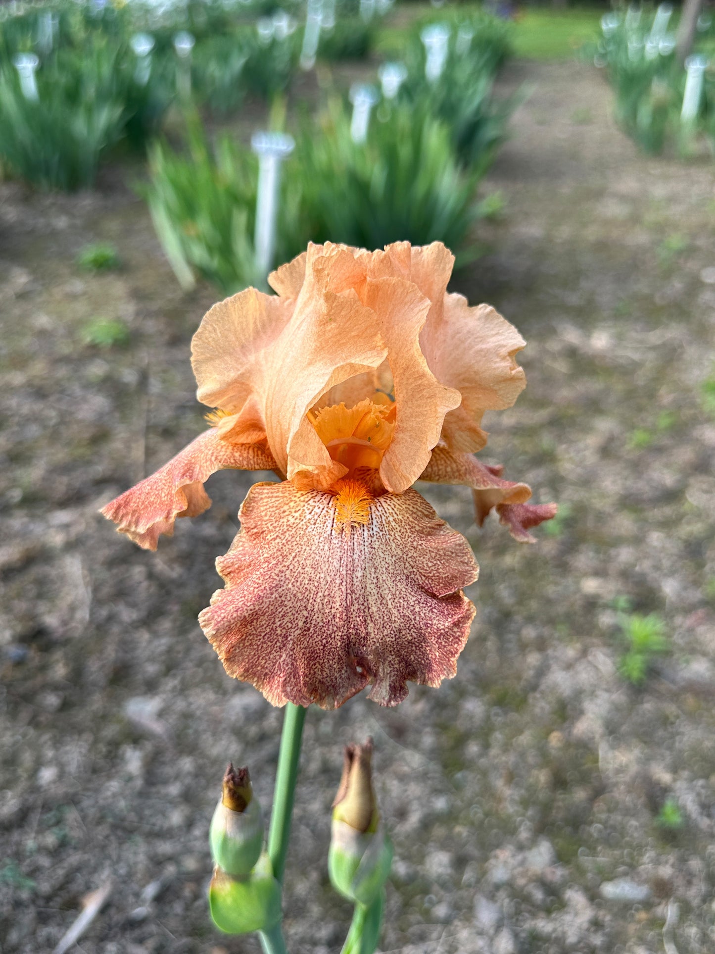 The flower Tanzanian Tangerine - Tall Bearded Iris (TB)