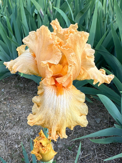 The flower Fringe Benefits - Tall Bearded Iris (TB)