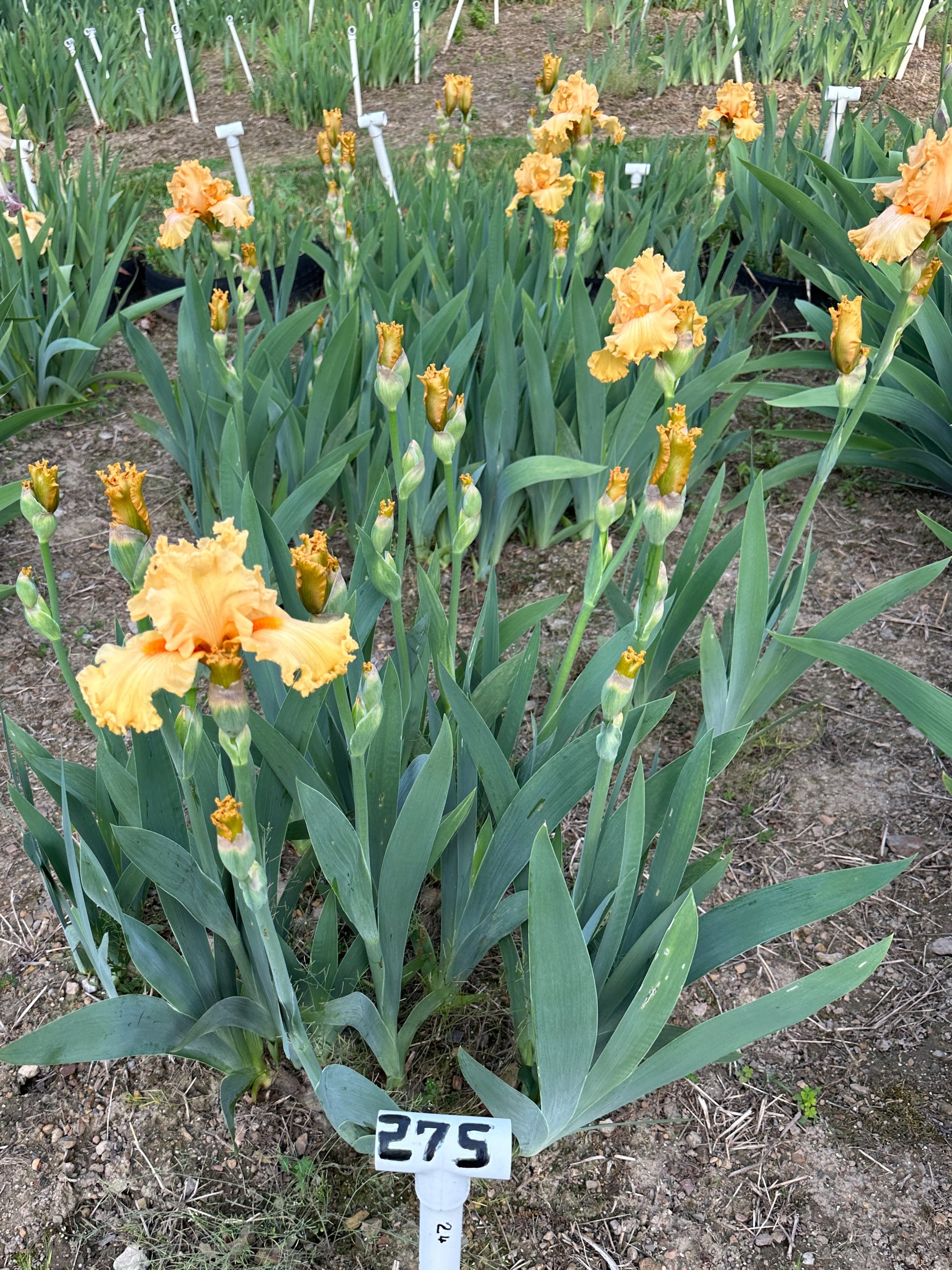 The flower Fringe Benefits - Tall Bearded Iris (TB)