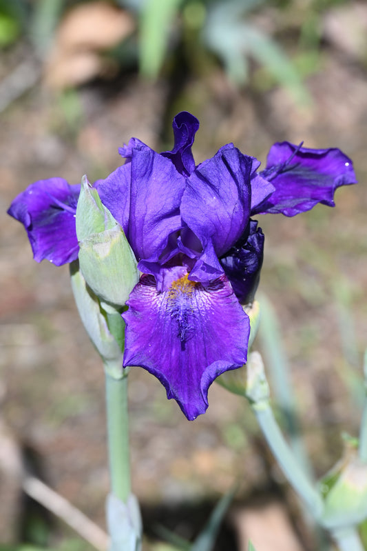 The flower Indigo Princess - Tall Bearded Iris (TB)