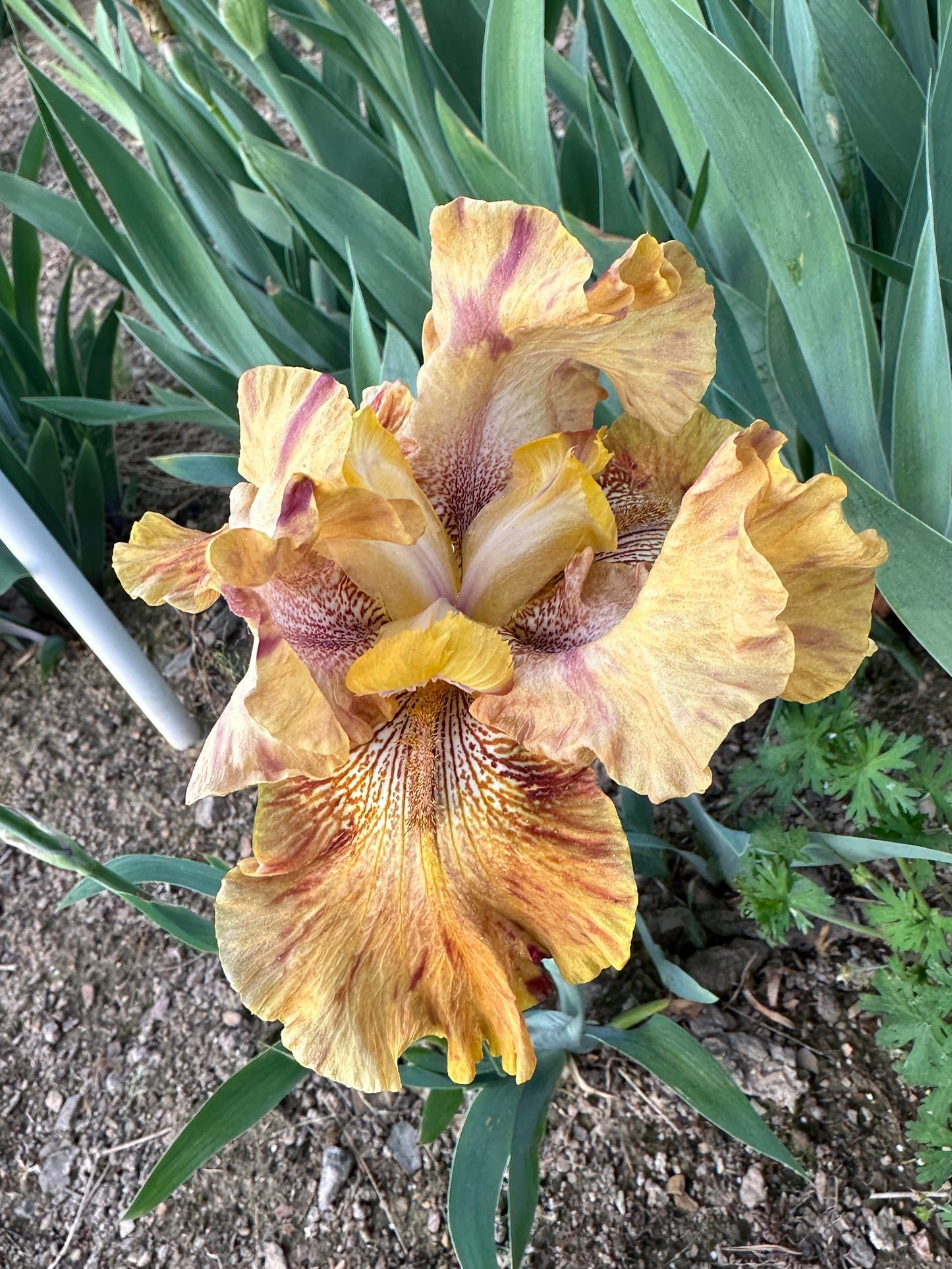 The flower Hotdogs And Mustard - Tall Bearded Iris (TB)