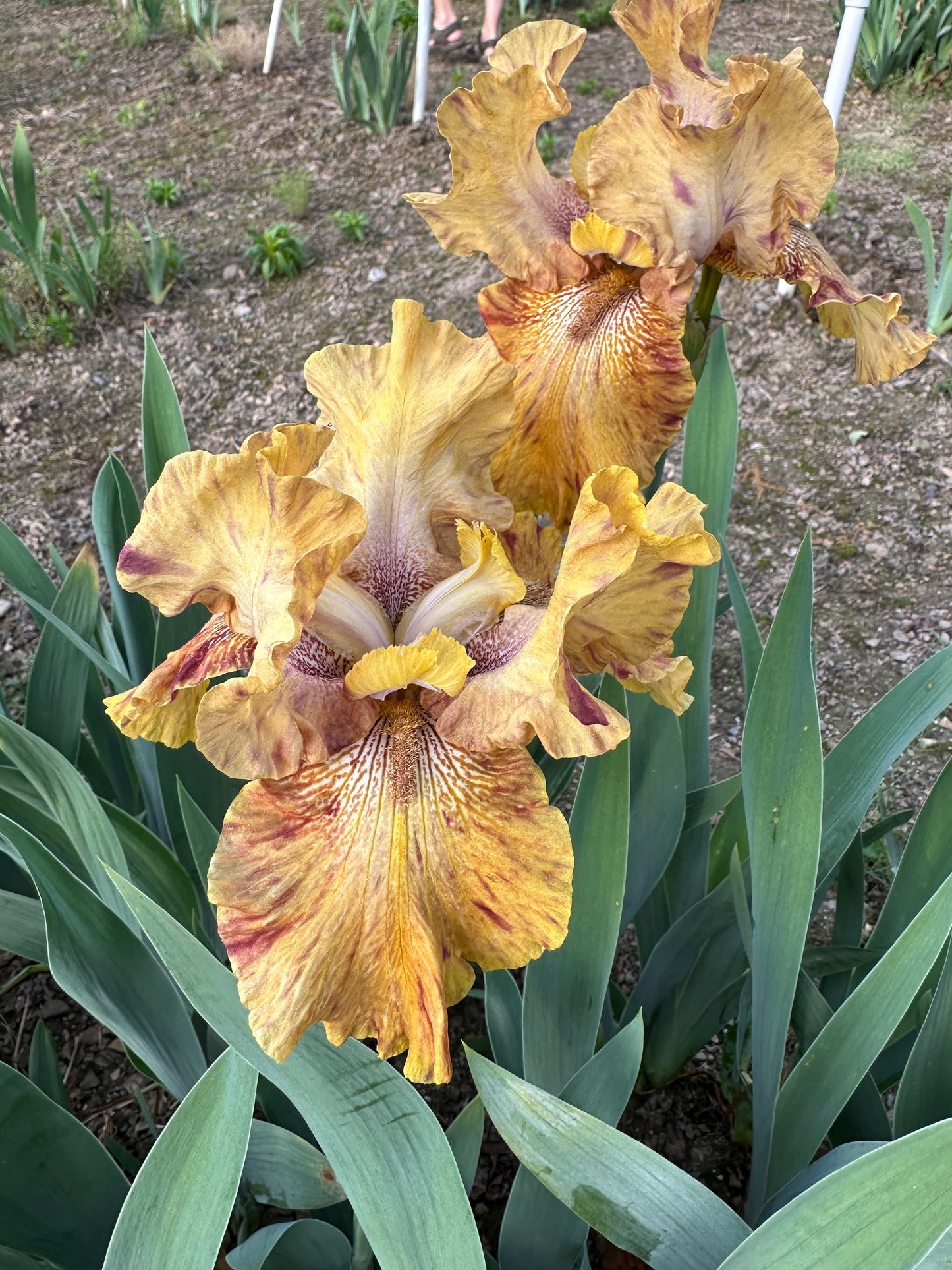 The flower Hotdogs And Mustard - Tall Bearded Iris (TB)