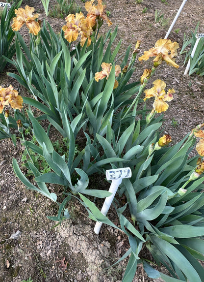 The flower Hotdogs And Mustard - Tall Bearded Iris (TB)