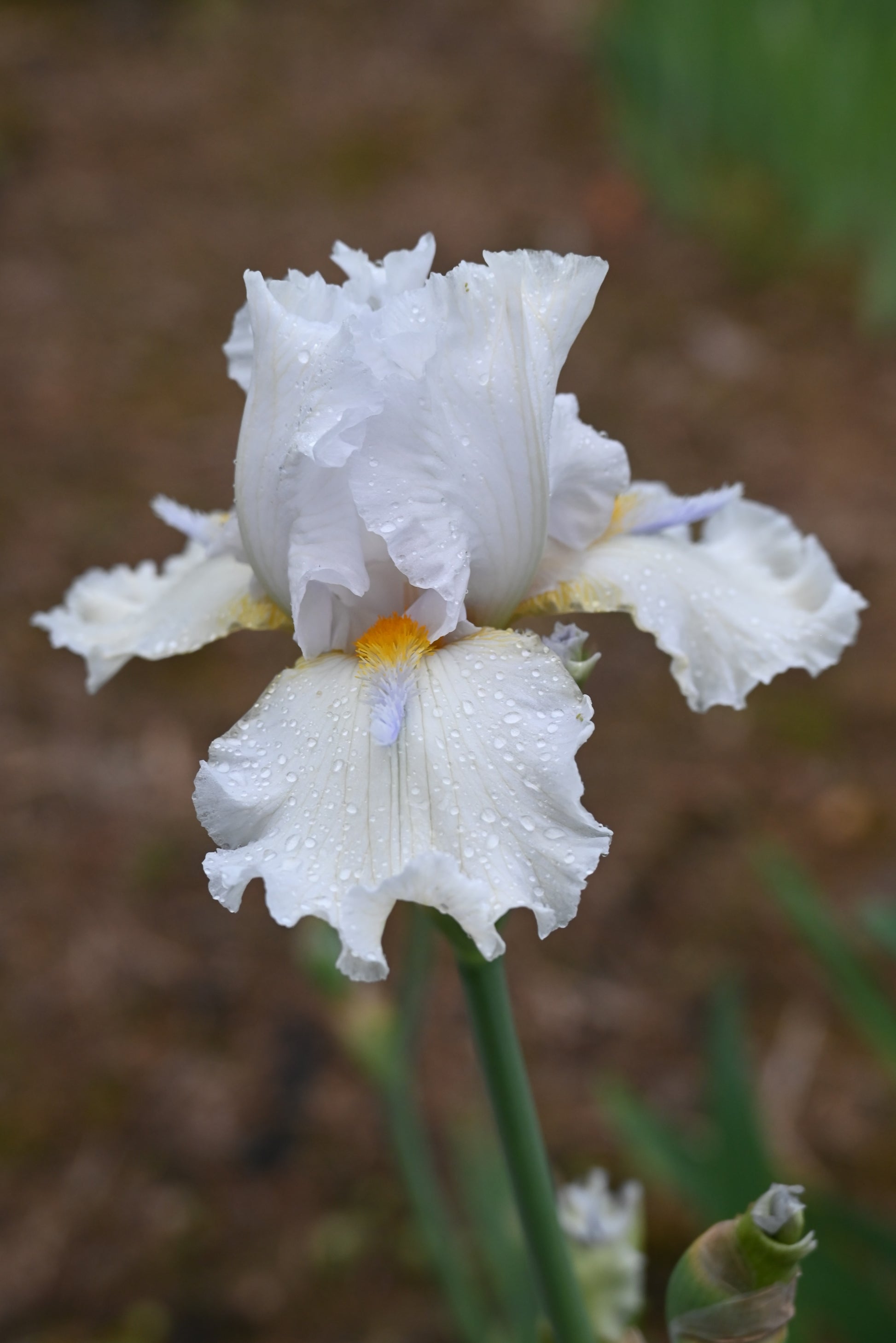 The flower Howdy Do - Tall Bearded Iris (TB)