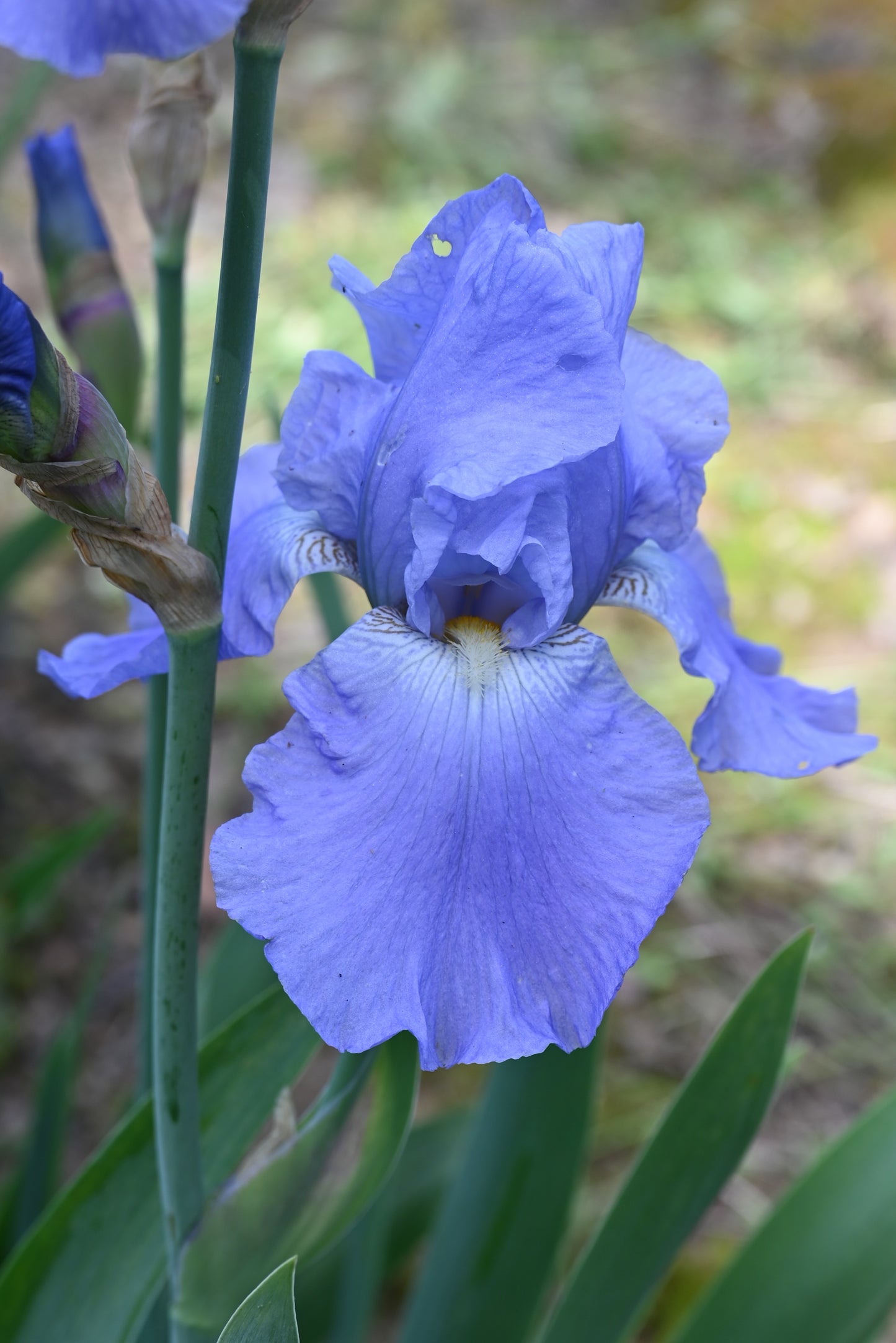 The flower Heavenly Days - Tall Bearded Iris (TB)