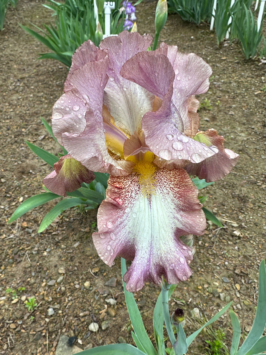 The flower Dream Spun - Tall Bearded Iris (TB)