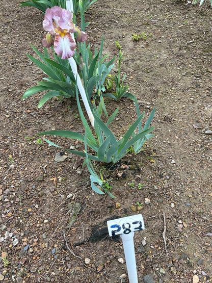 The flower Dream Spun - Tall Bearded Iris (TB)