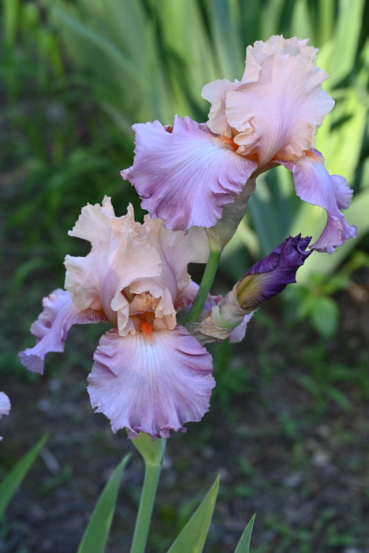 The flower Sweet Musette - Tall Bearded Iris (TB)