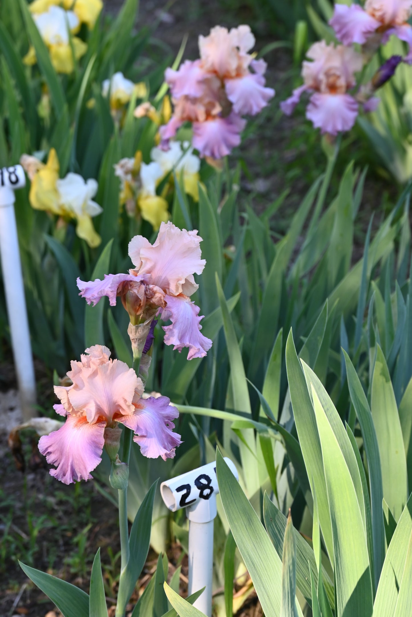 The flower Sweet Musette - Tall Bearded Iris (TB)