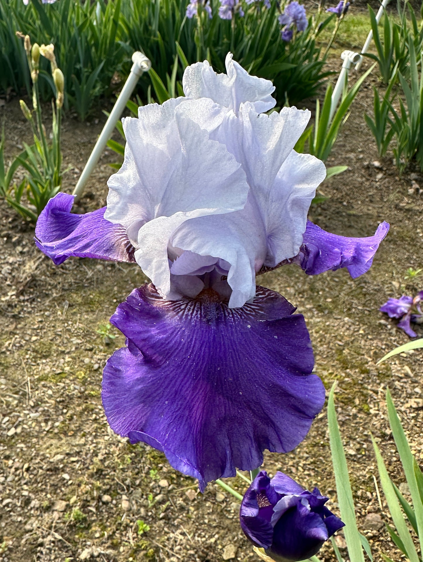 The flower Best Man - Tall Bearded Iris (TB)