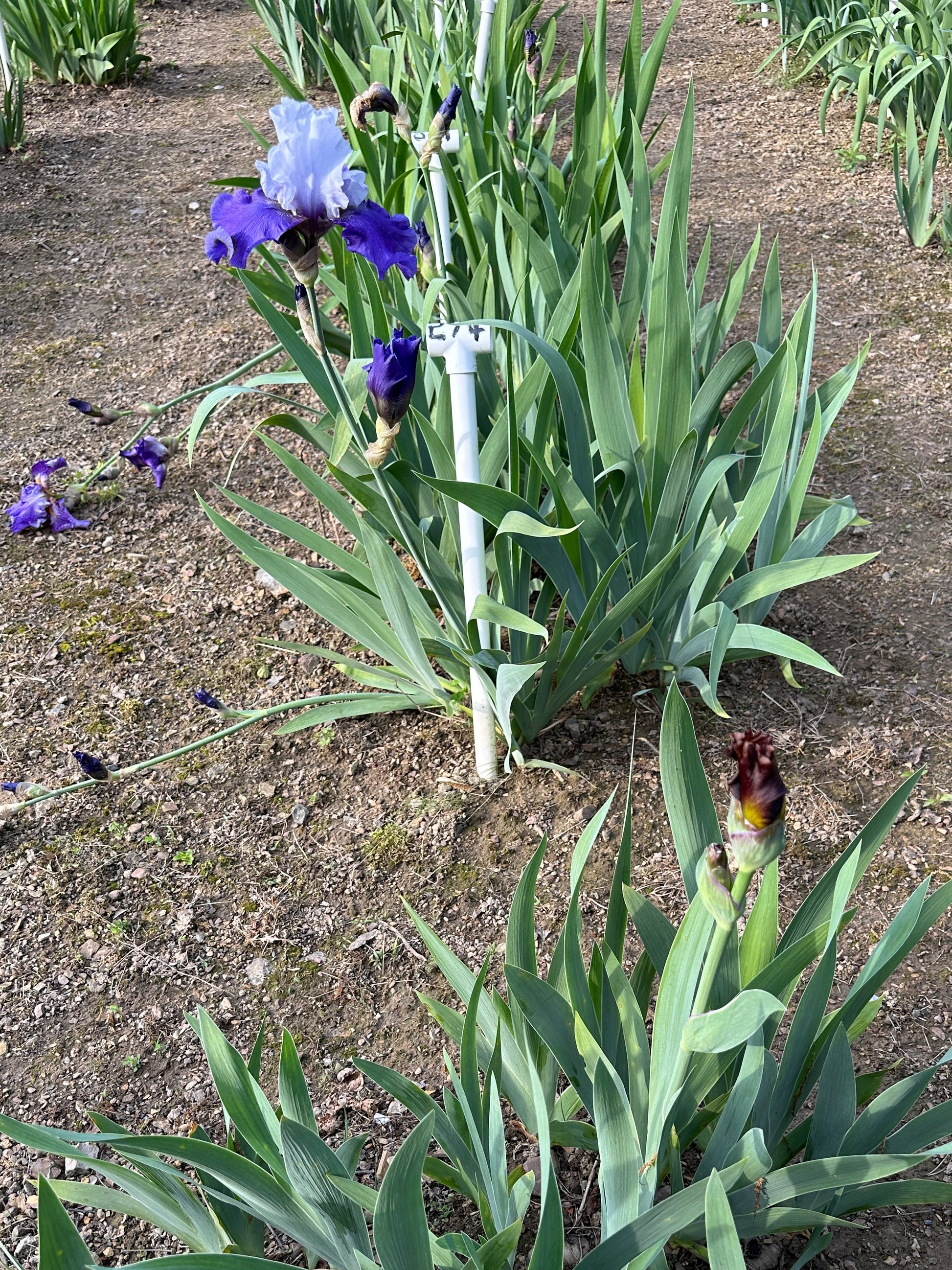 The flower Best Man - Tall Bearded Iris (TB)