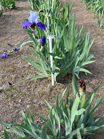 The flower Best Man - Tall Bearded Iris (TB)