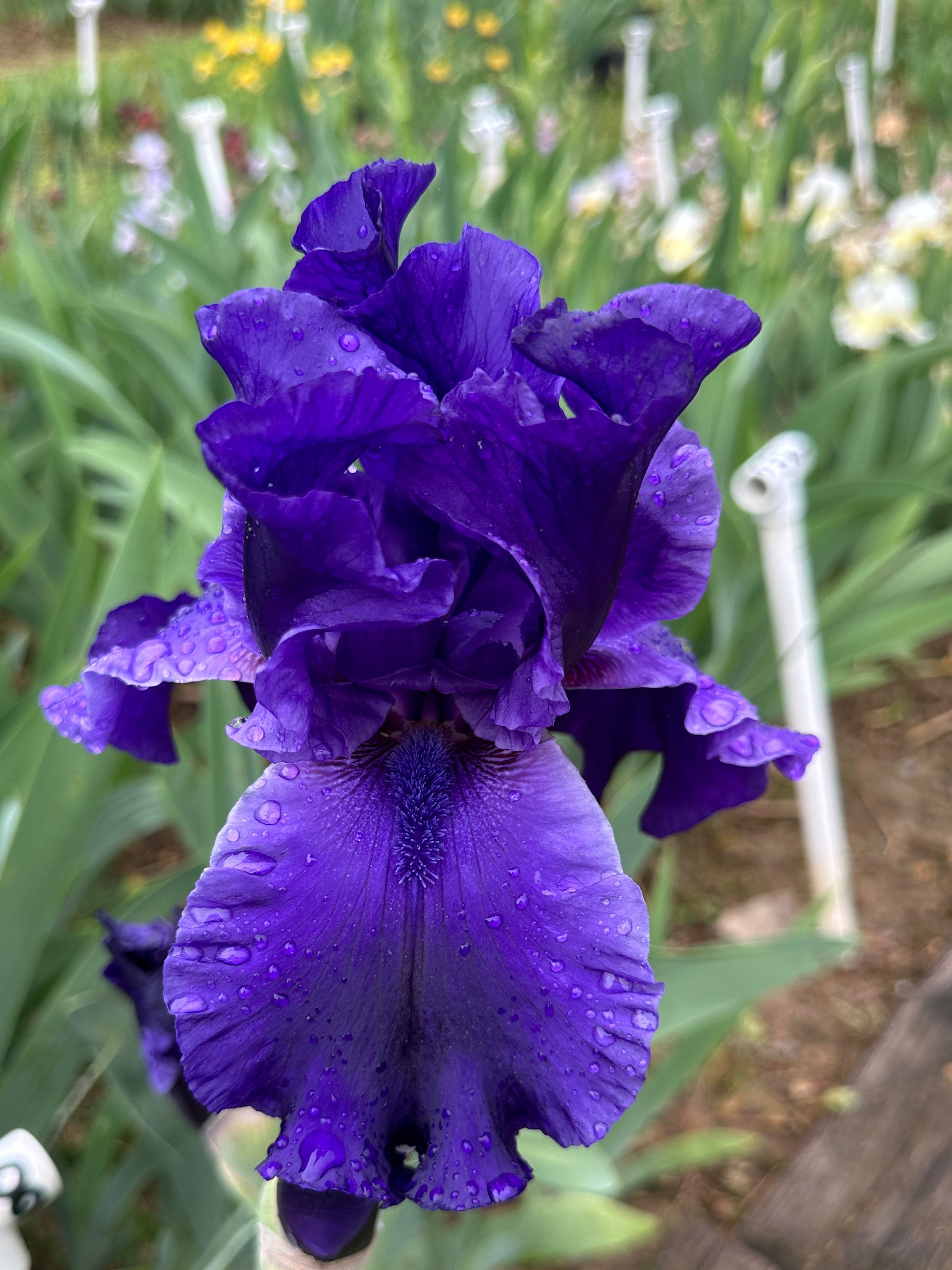 The flower Dusky Challenger - Tall Bearded Iris (TB)