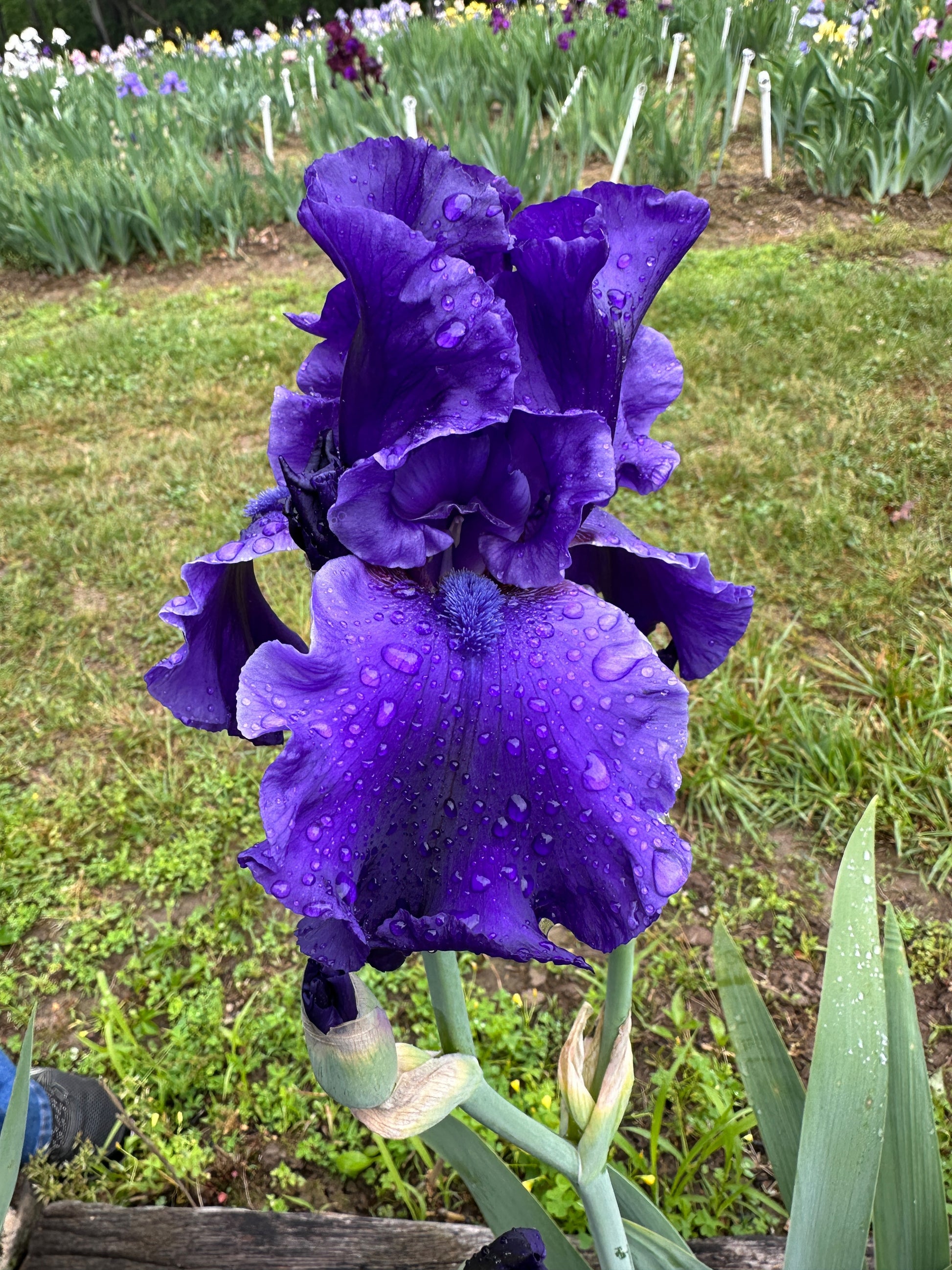 The flower Dusky Challenger - Tall Bearded Iris (TB)