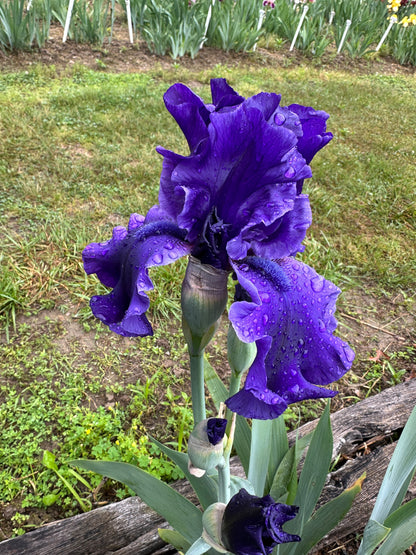 The flower Dusky Challenger - Tall Bearded Iris (TB)