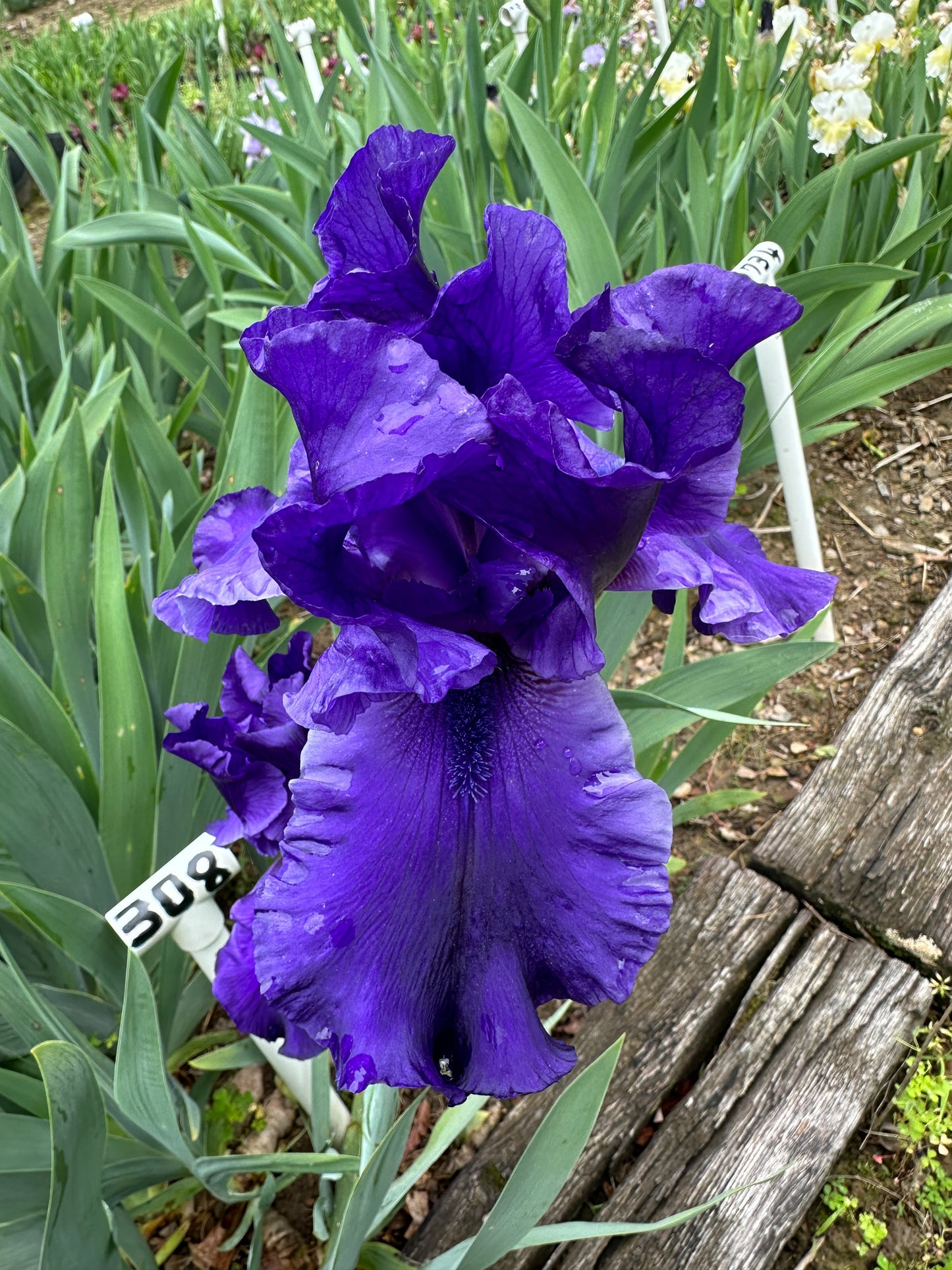 The flower Dusky Challenger - Tall Bearded Iris (TB)