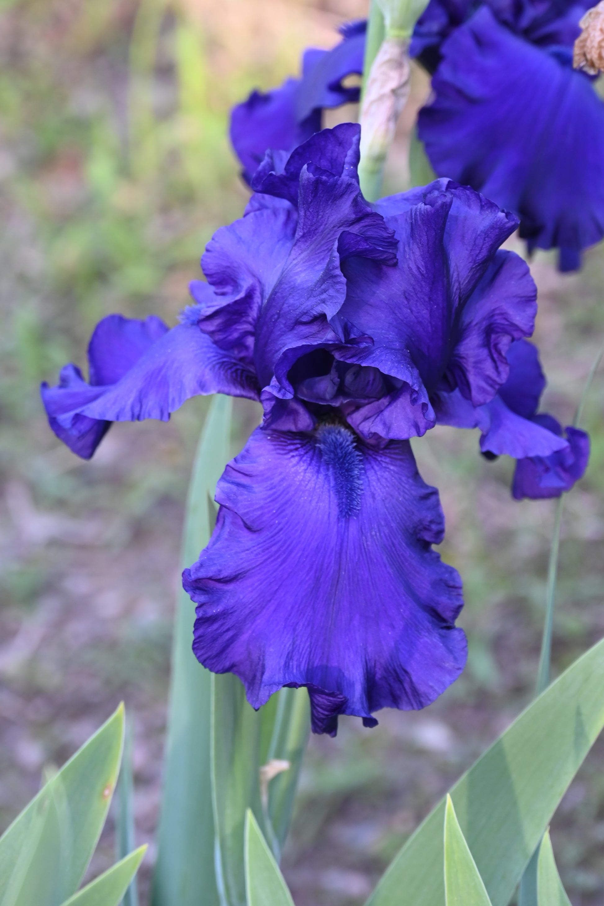 The flower Dusky Challenger - Tall Bearded Iris (TB)