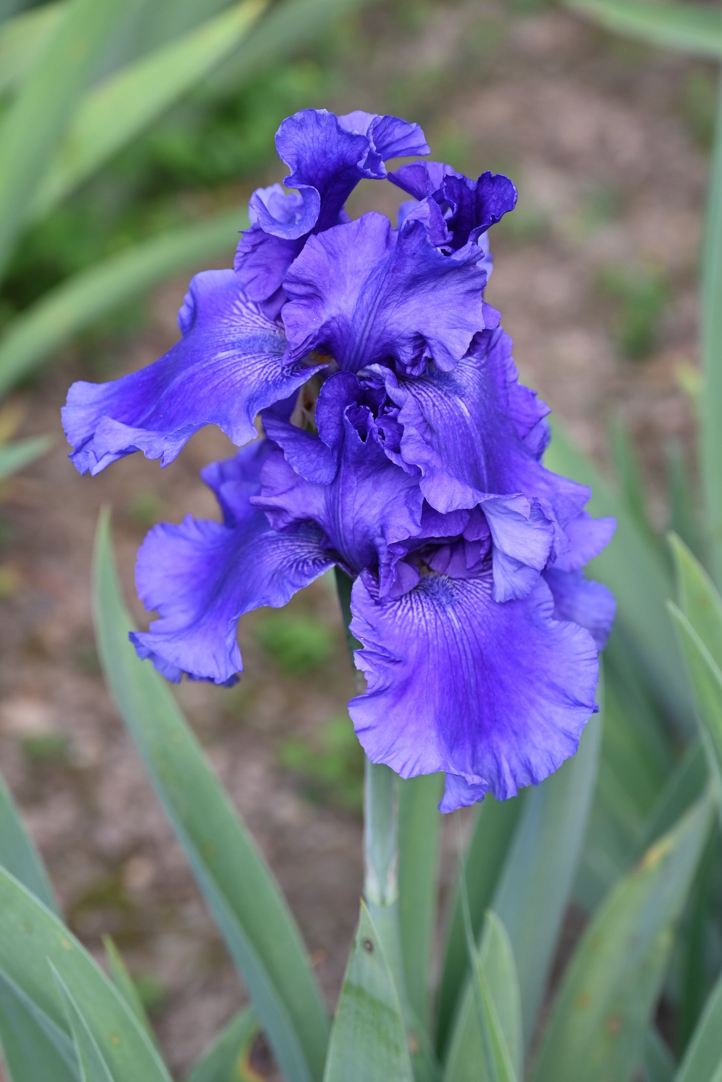 The flower Cosmic Dance - Tall Bearded Iris (TB)