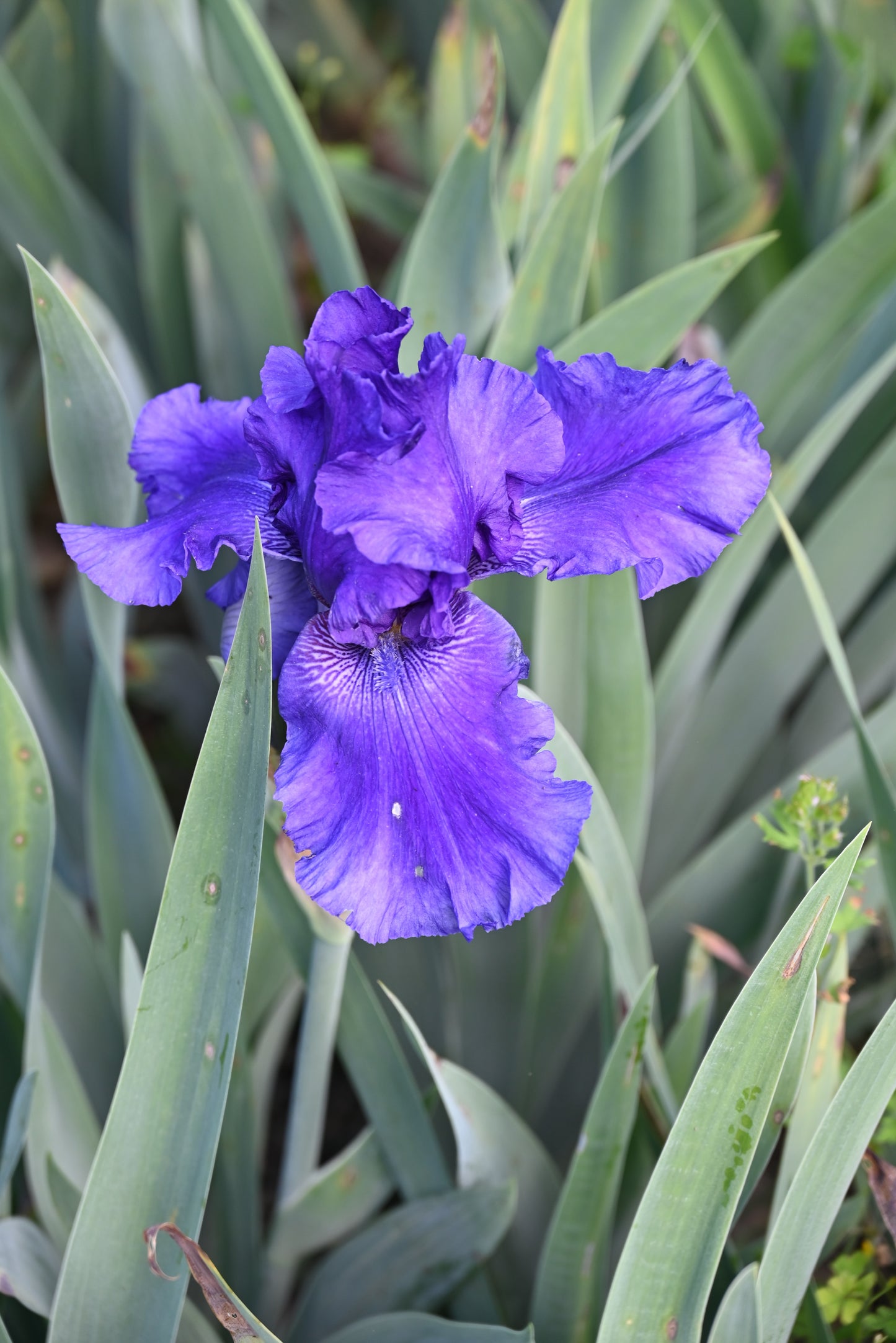 The flower Cosmic Dance - Tall Bearded Iris (TB)