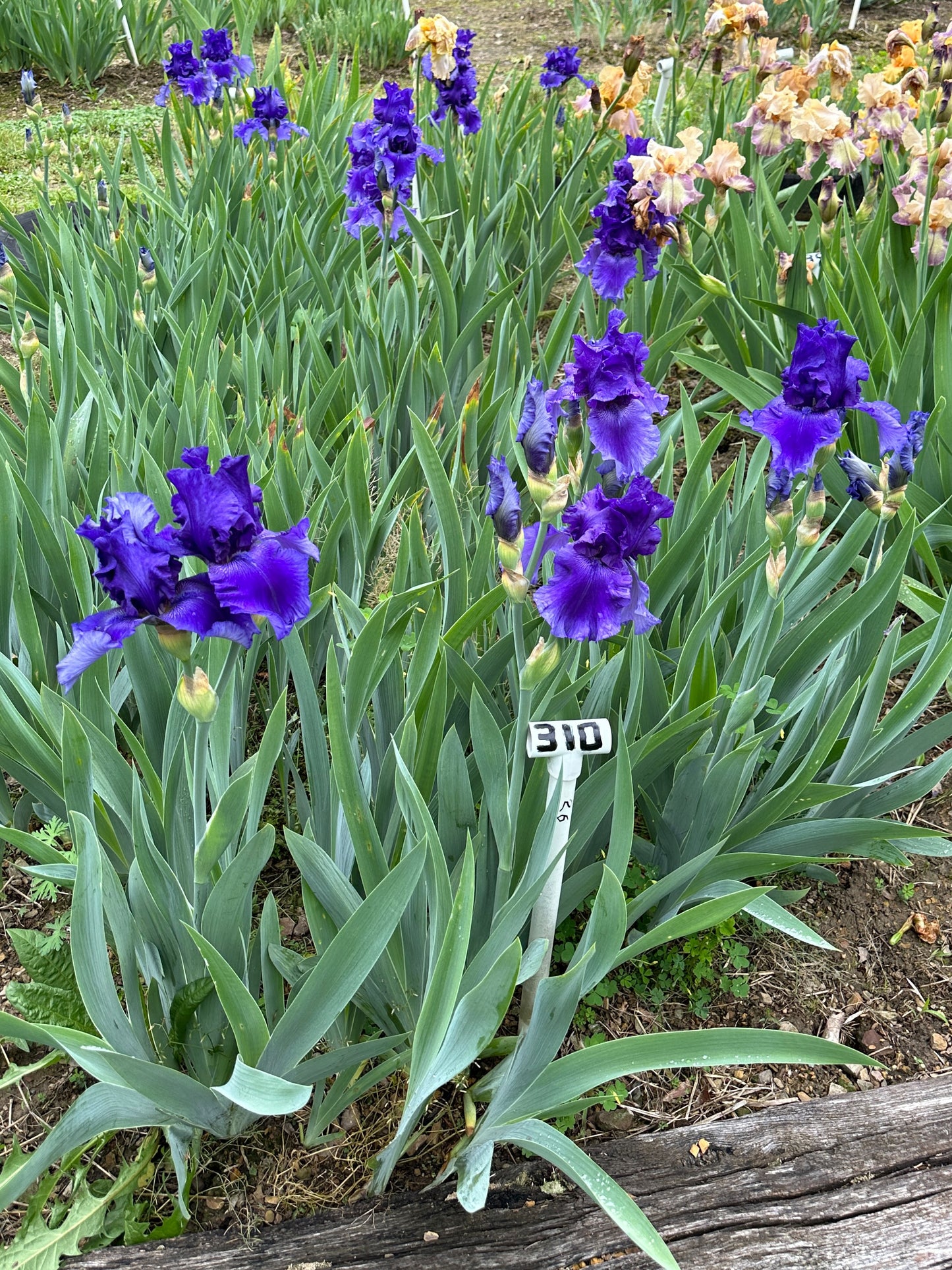 The flower Cosmic Dance - Tall Bearded Iris (TB)