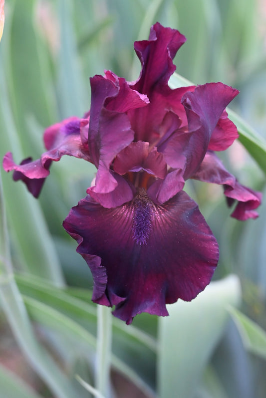 The flower Rio Rojo - Tall Bearded Iris (TB)